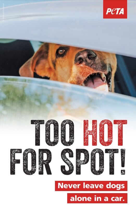 Too Hot For Spot Leaflet